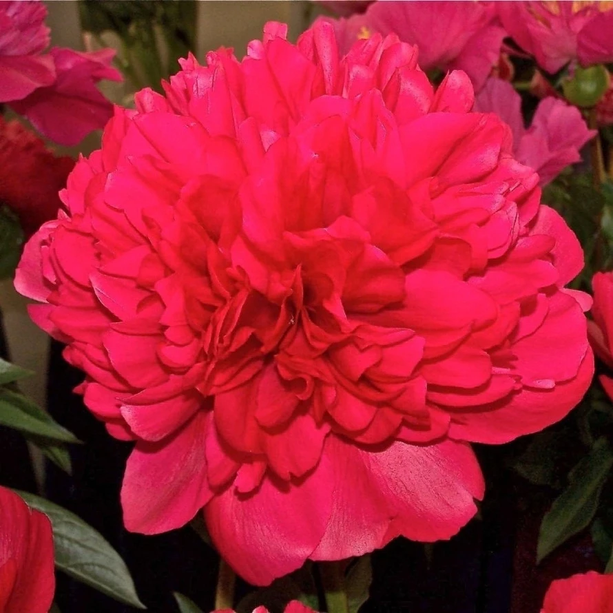 3 самых ярких пиона из нашего каталога.
