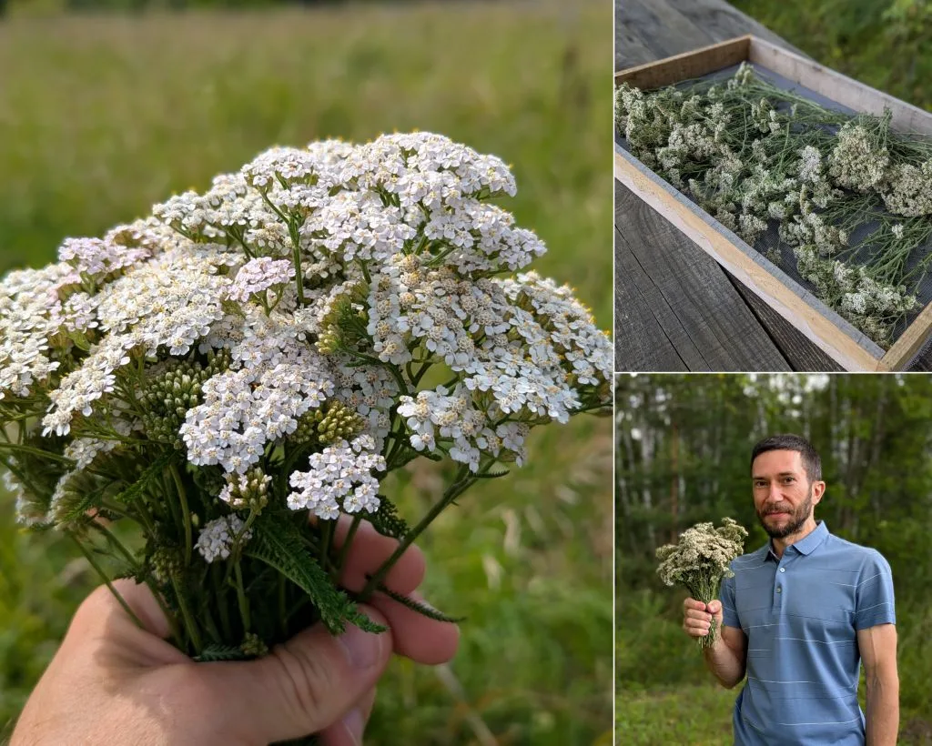 8 рецептов с Тысячелистником - анемия, язва, астма, женская сфера, печень