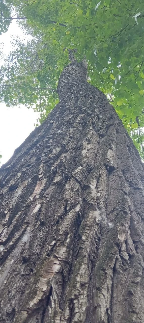 🌳 В День эколога, который отмечается в России 5 июня, приглашаем вас на онлайн-прогулк...