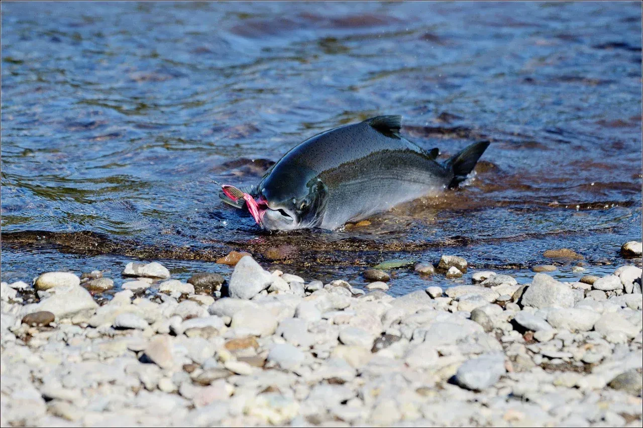 КРАЕВОЙ ФЕСТИВАЛЬ «СОХРАНИМ ЛОСОСЕЙ ВМЕСТЕ!» 🎣