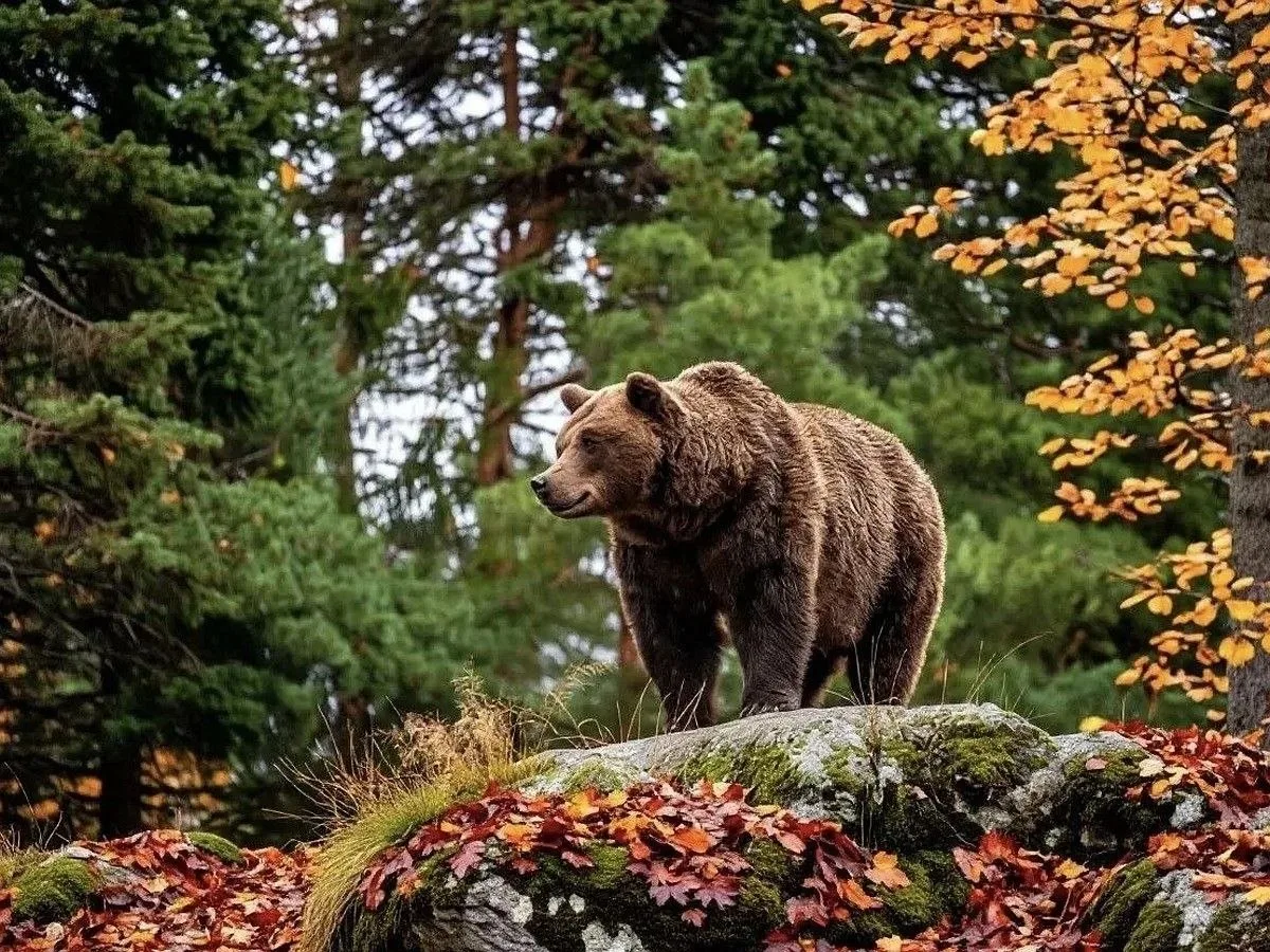 🐻 В Подымахино отрегулирована одна особь медведя
