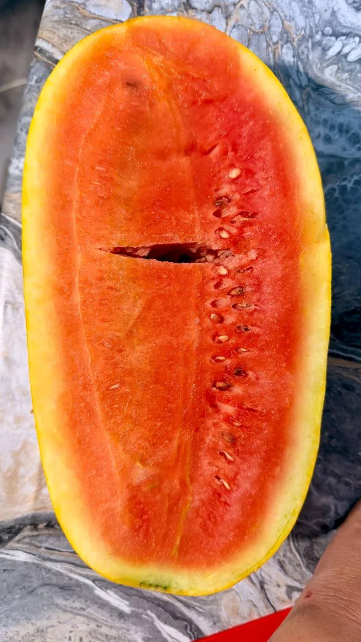 Сегодня сорвала свой первый арбуз, гибрид Боккадор. 🍉