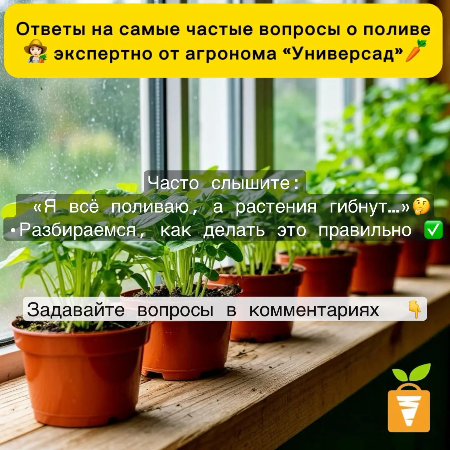 🌱 Ответы на самые частые вопросы о поливе :