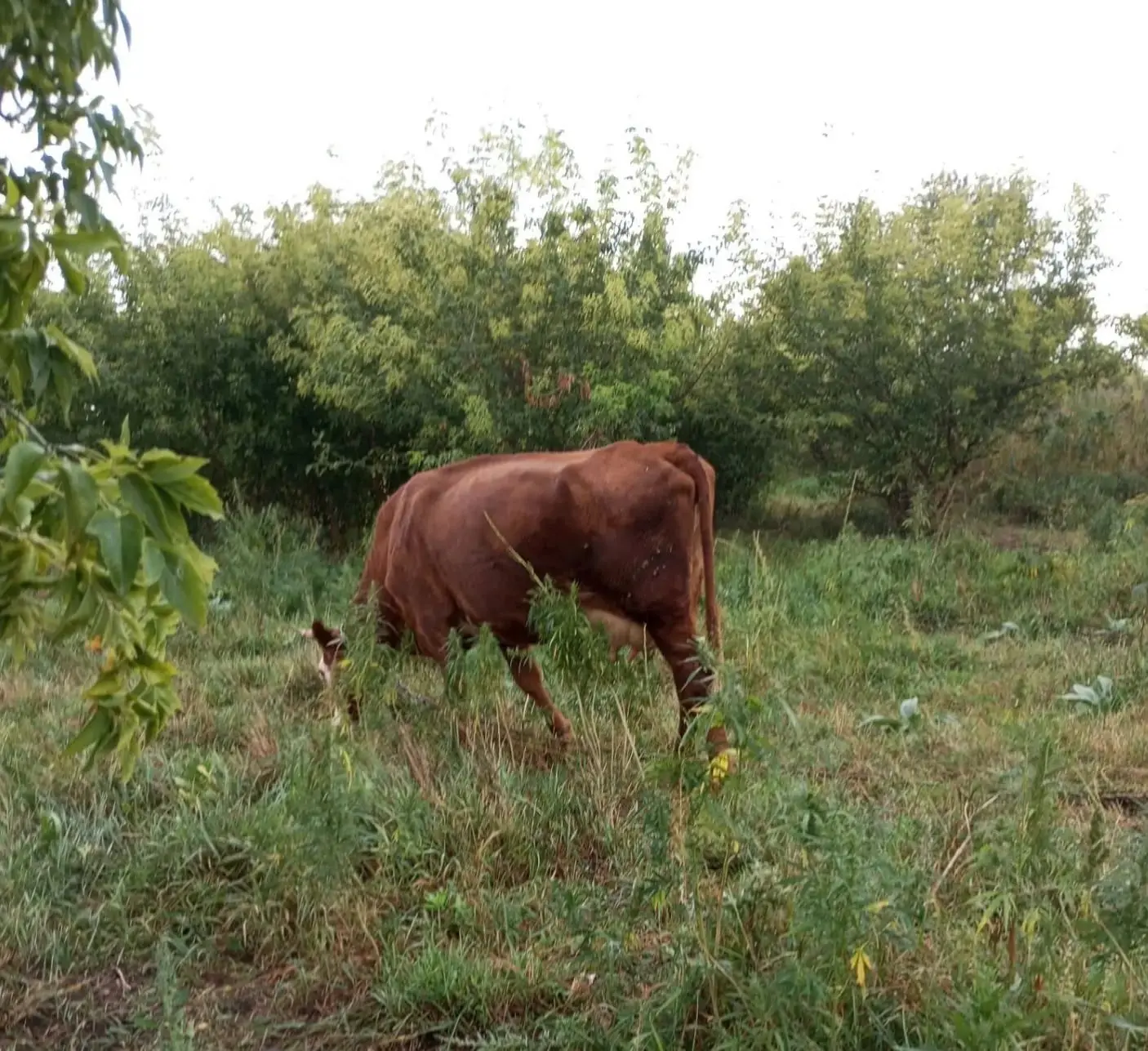 Продам молочную корову. П. Солодянка