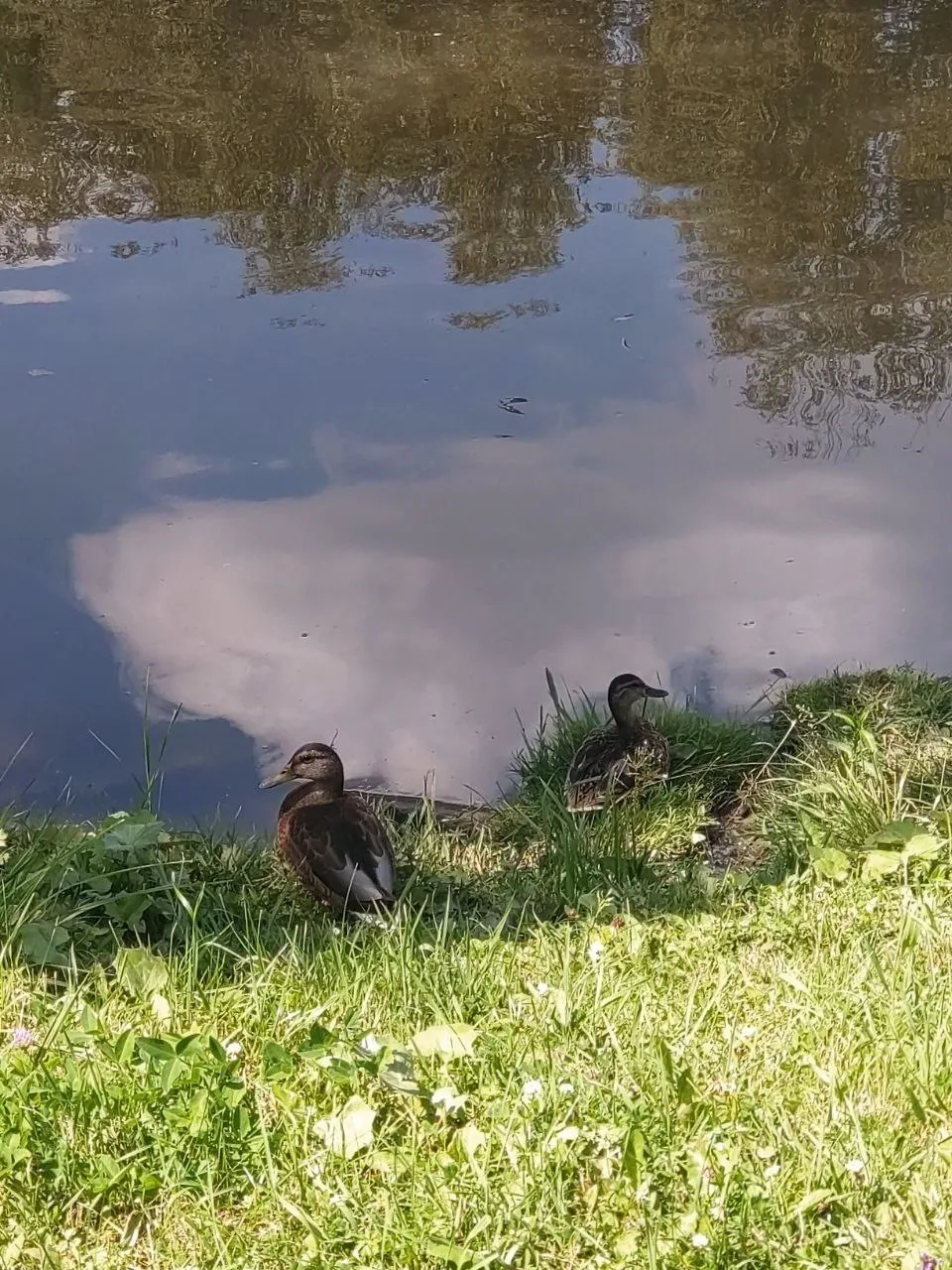 🦆 Просто фото уточек, которые нежатся в лучах солнца у пруда в любимом парке. 💚

А вы фотографиров
