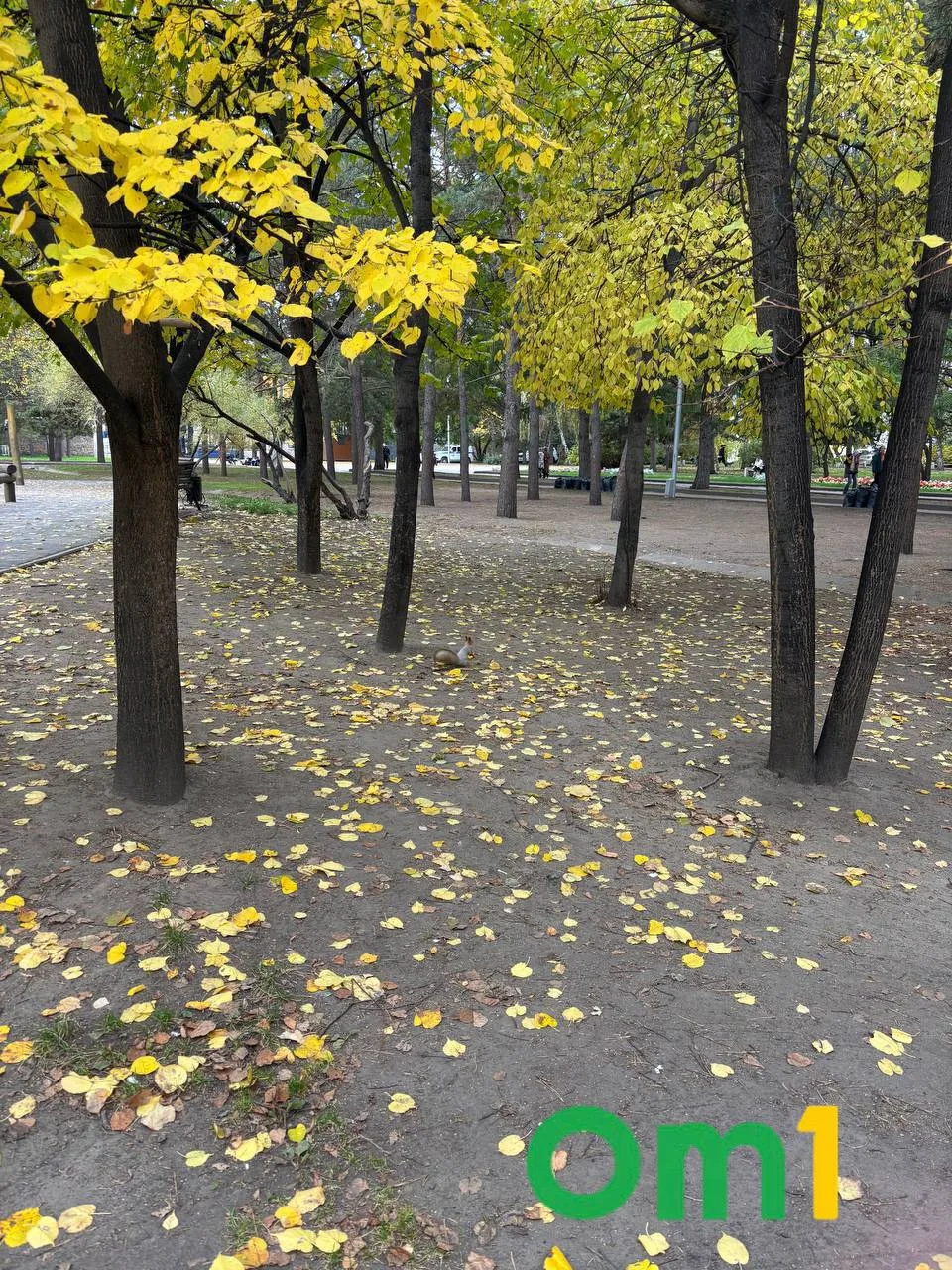 🐿 Белочки уже переоделись в осенние шубки