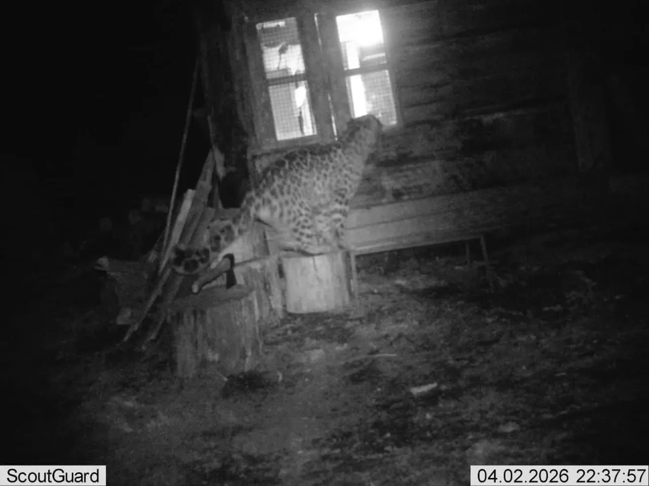 🐆В Приморье ночью леопард-разбойник пытался залезть к людям домой через  окно, а потом проник в сара