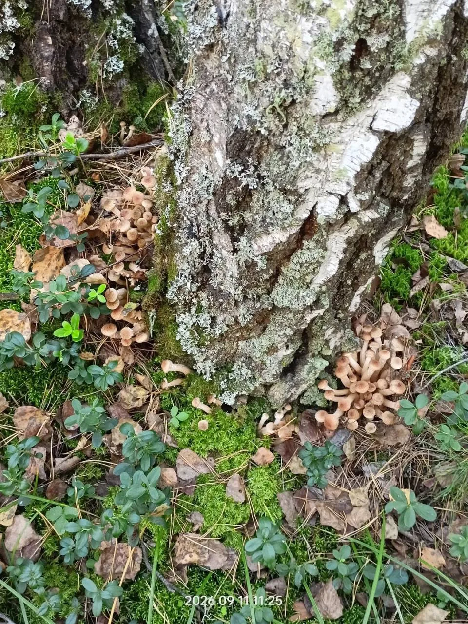 🍄 Опят в Алтайском крае столько, что грибники уходят из леса с полными вёдрами