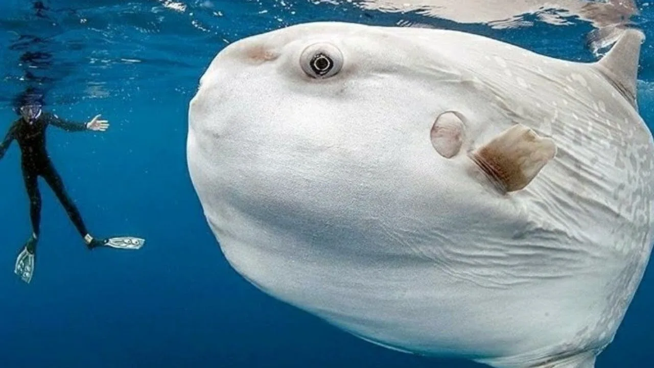 Рыба-луна — чемпион по икрометанию

Рыба-луна (Mola mola) за один раз откладывает до 300 миллионов и