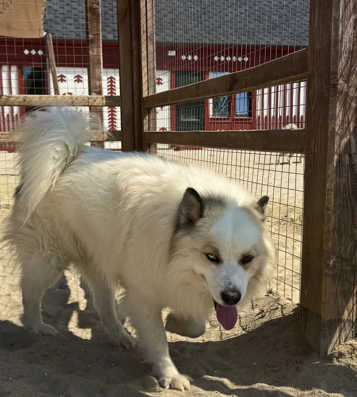 🐕 Йога с самоедами пройдёт в Воронеже