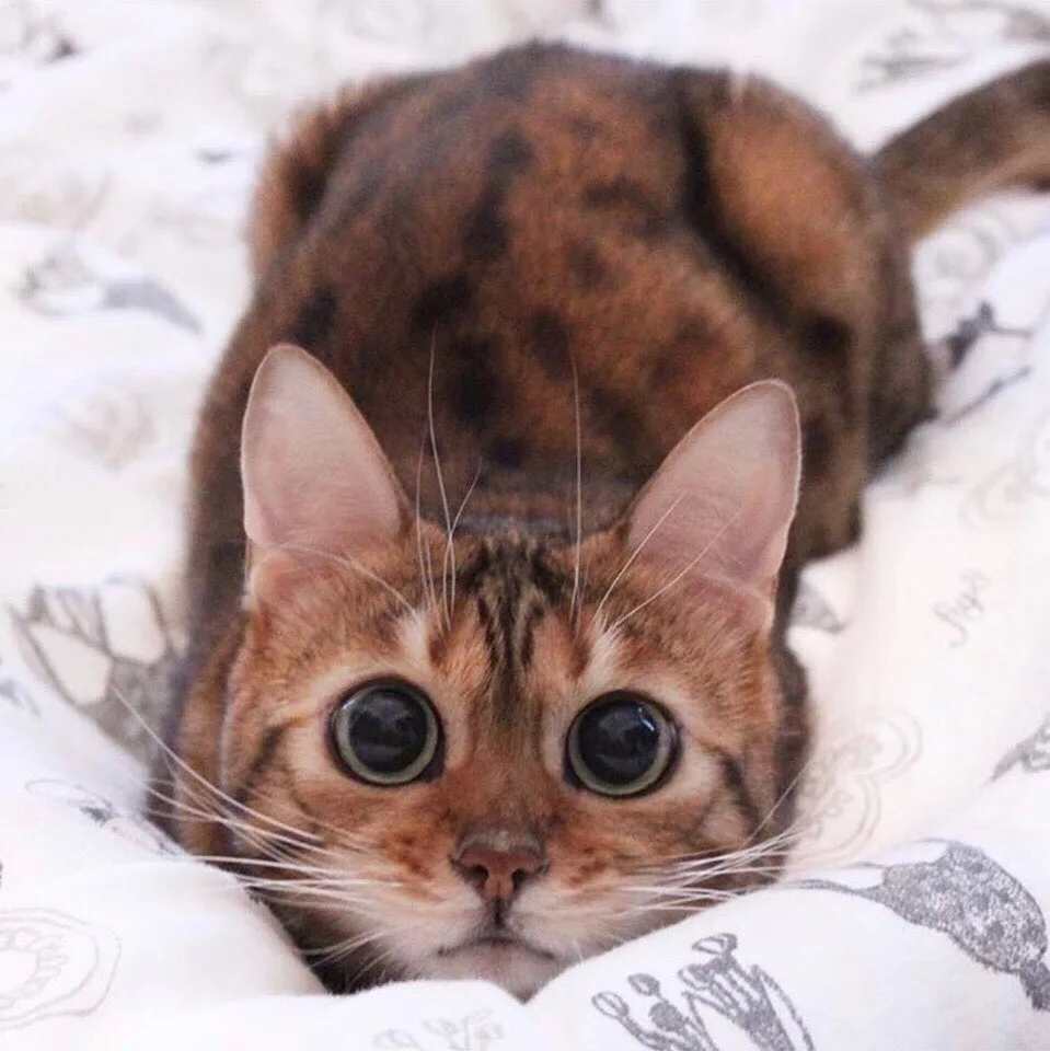 Котофакт дня 🐾

Коты — ночные разведчики? Только при свете! 🌙

Без хотя бы крошечного лучика (луна