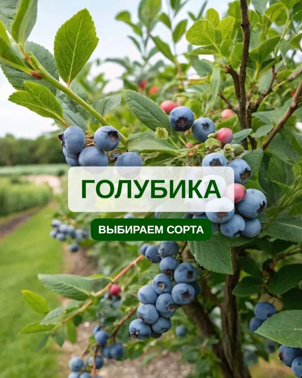 🫐 Сорта голубики для открытого грунта: зимостойкость, урожайность, вкус