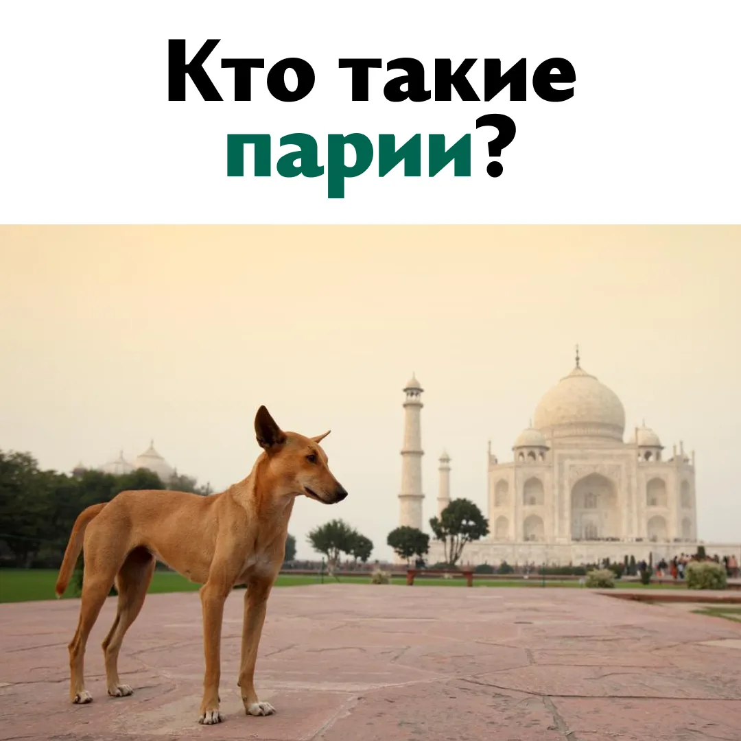 А вы знали?🤓

В городах часто можно встретить синантропных собак, простыми словами, — уличных. Улич