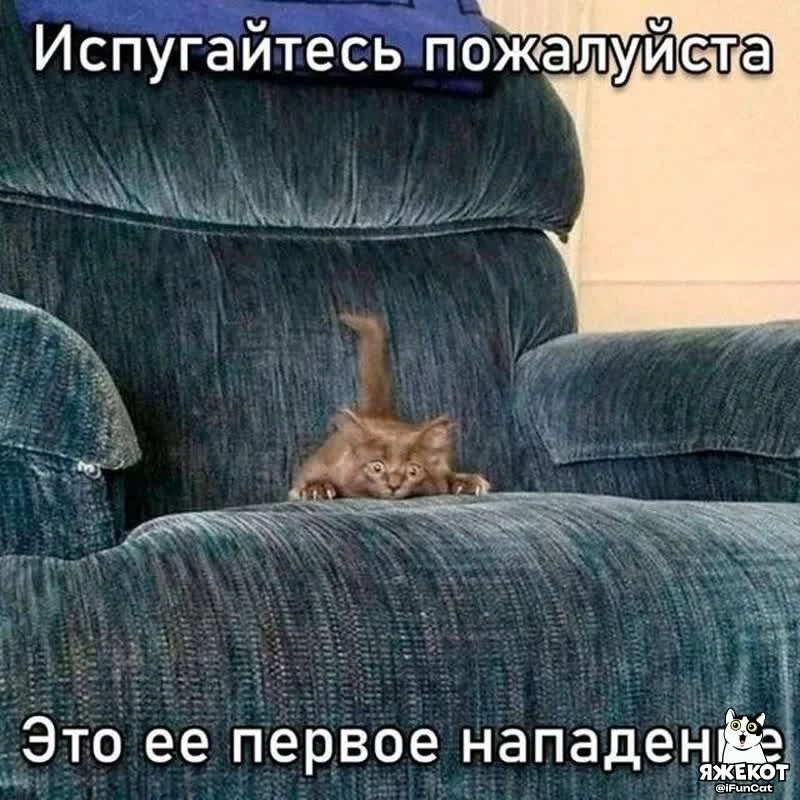 🐾 ЯЖЕКОТ