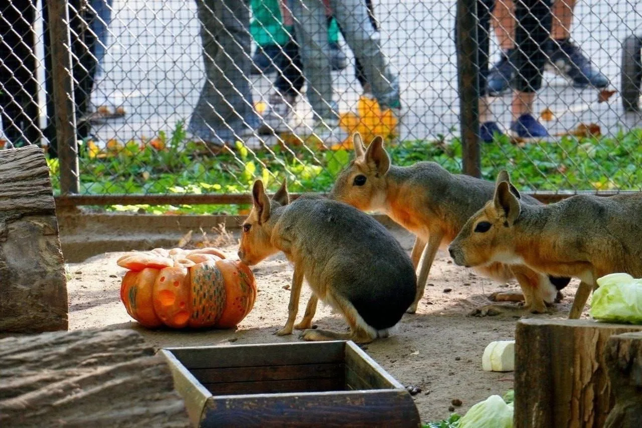 🥕 Петербуржцев пригласили поделиться урожаем с Ленинградским зоопарком.