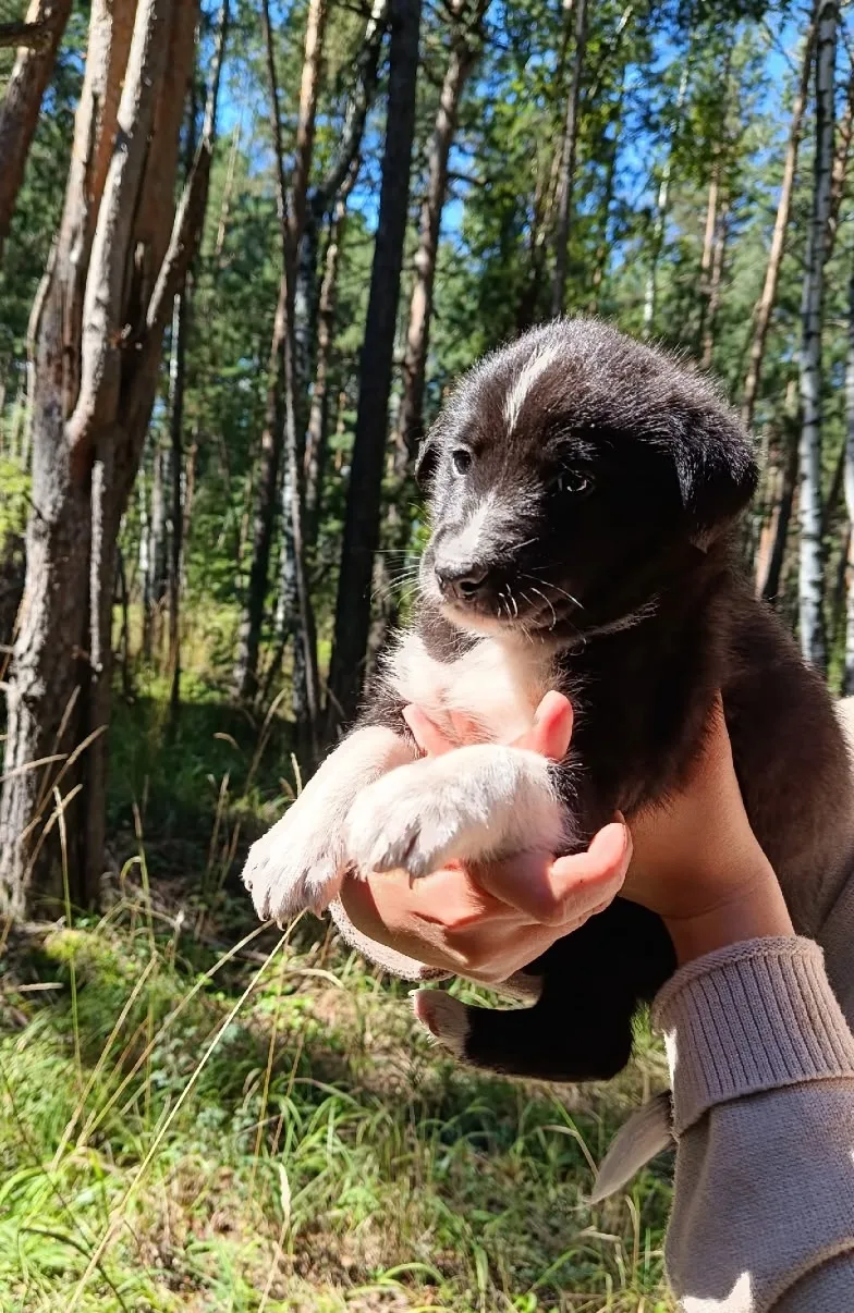 Вот такие славные колобочки очень нуждаются в доме! 🐕🐕🐕🐕🐕🐕🐕