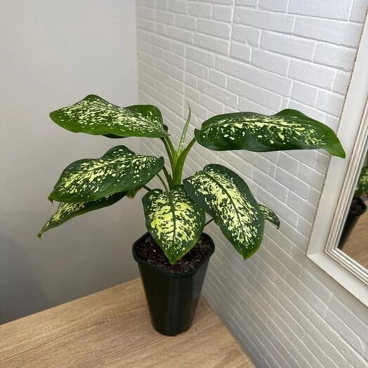 ДИФФЕНБАХИЯ 🌿