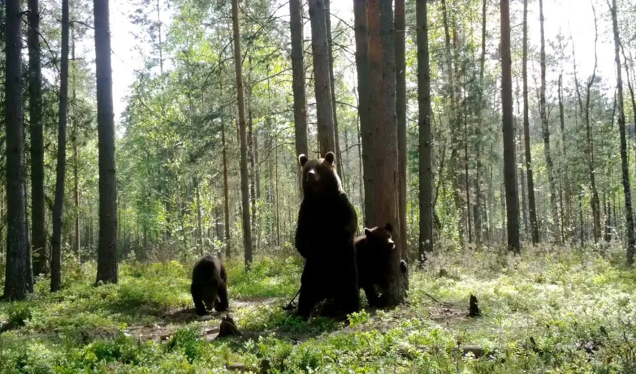 🐻 У медведей в лесах Ленобласти начался брачный сезон

Фотоловушка сняла, как медведица оставляет п
