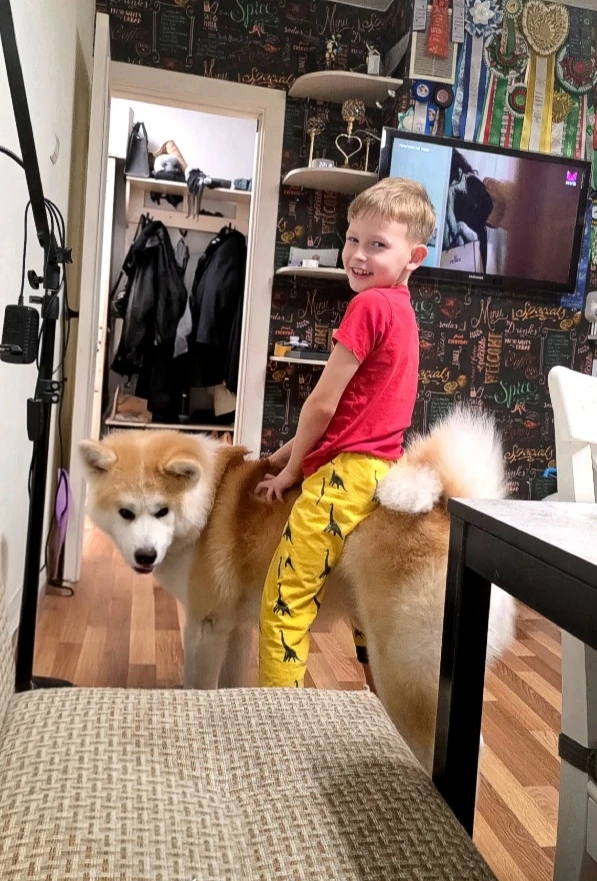 Когда в доме есть акита — лошадь не нужна. 🐕➡️🐎