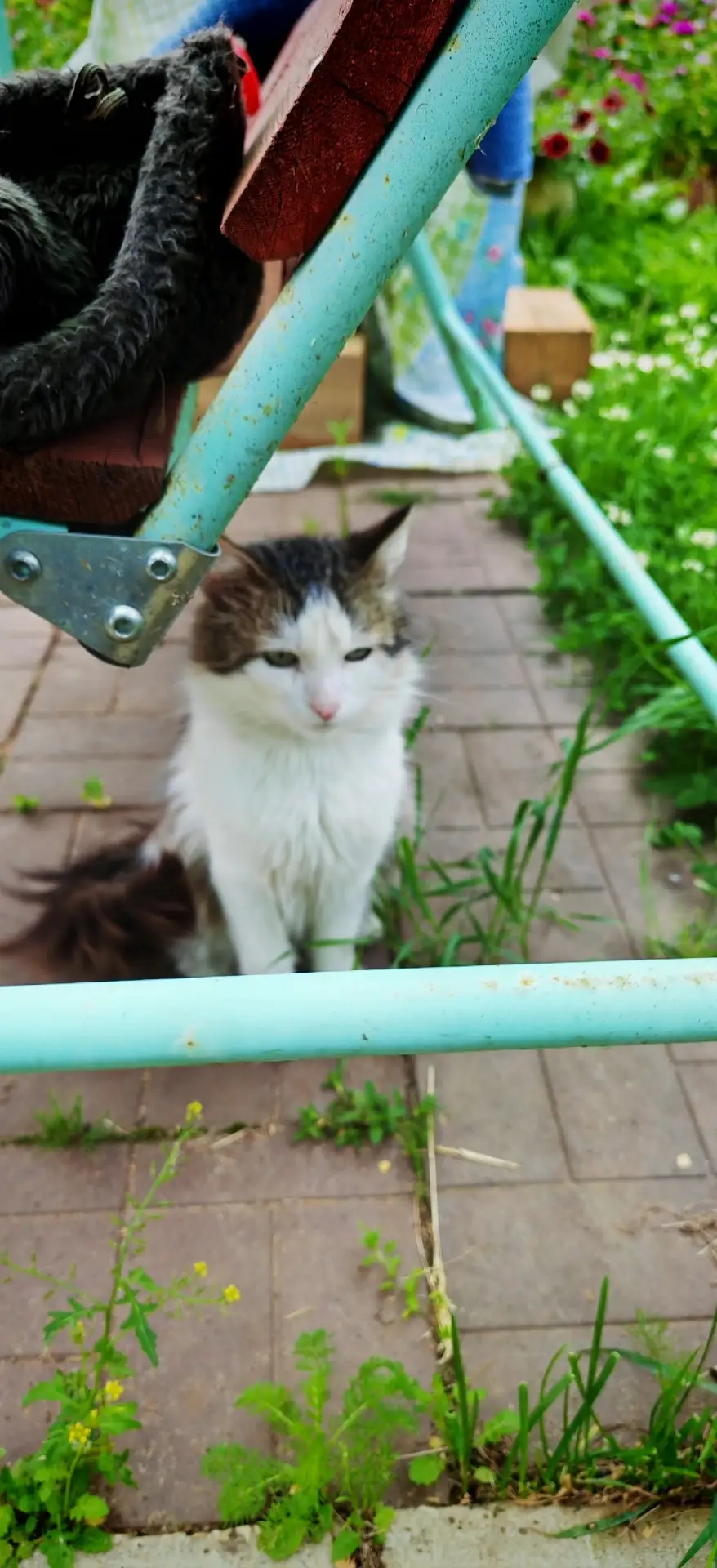 Приблудилась кошка. В  месте Коль-ёль. Звоните по номеру телефона 89634898428

Источник: Открыть