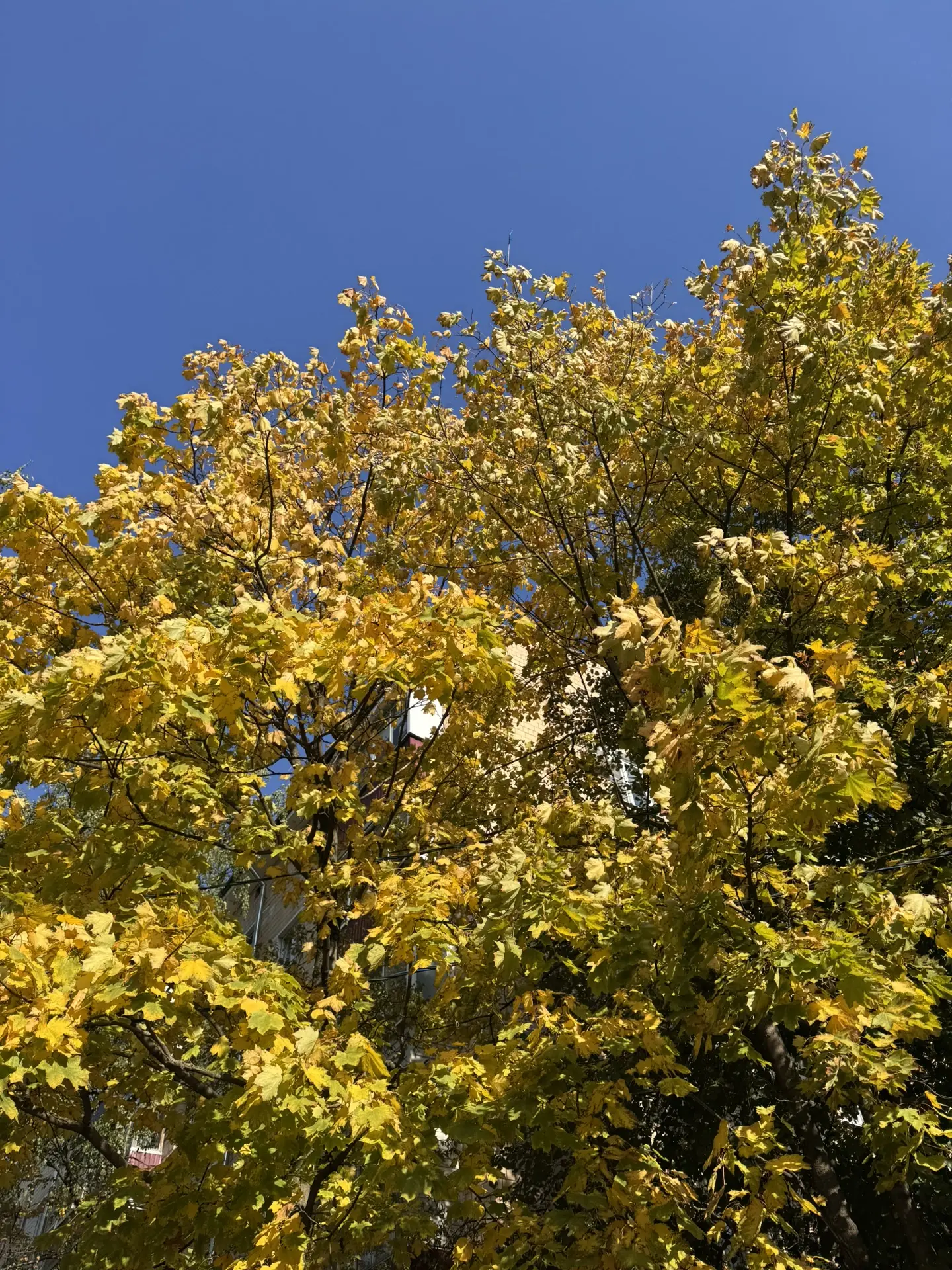 Обожаю золотую осень 🍂