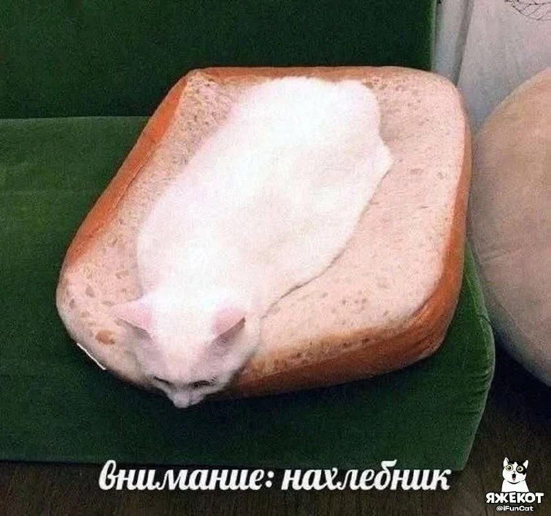 🐾 ЯЖЕКОТ