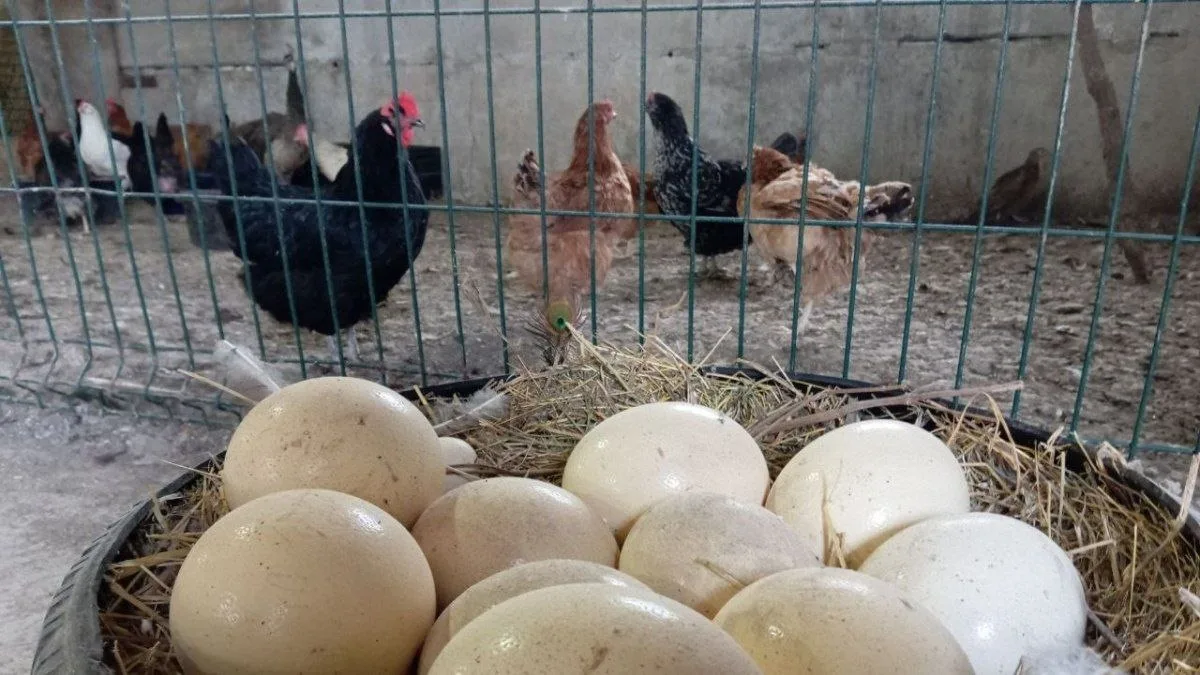🐔В Сызрани женщину обязали выселить 30 кур с дачи по жалобе соседки.

Женщину вывело постоянное куд