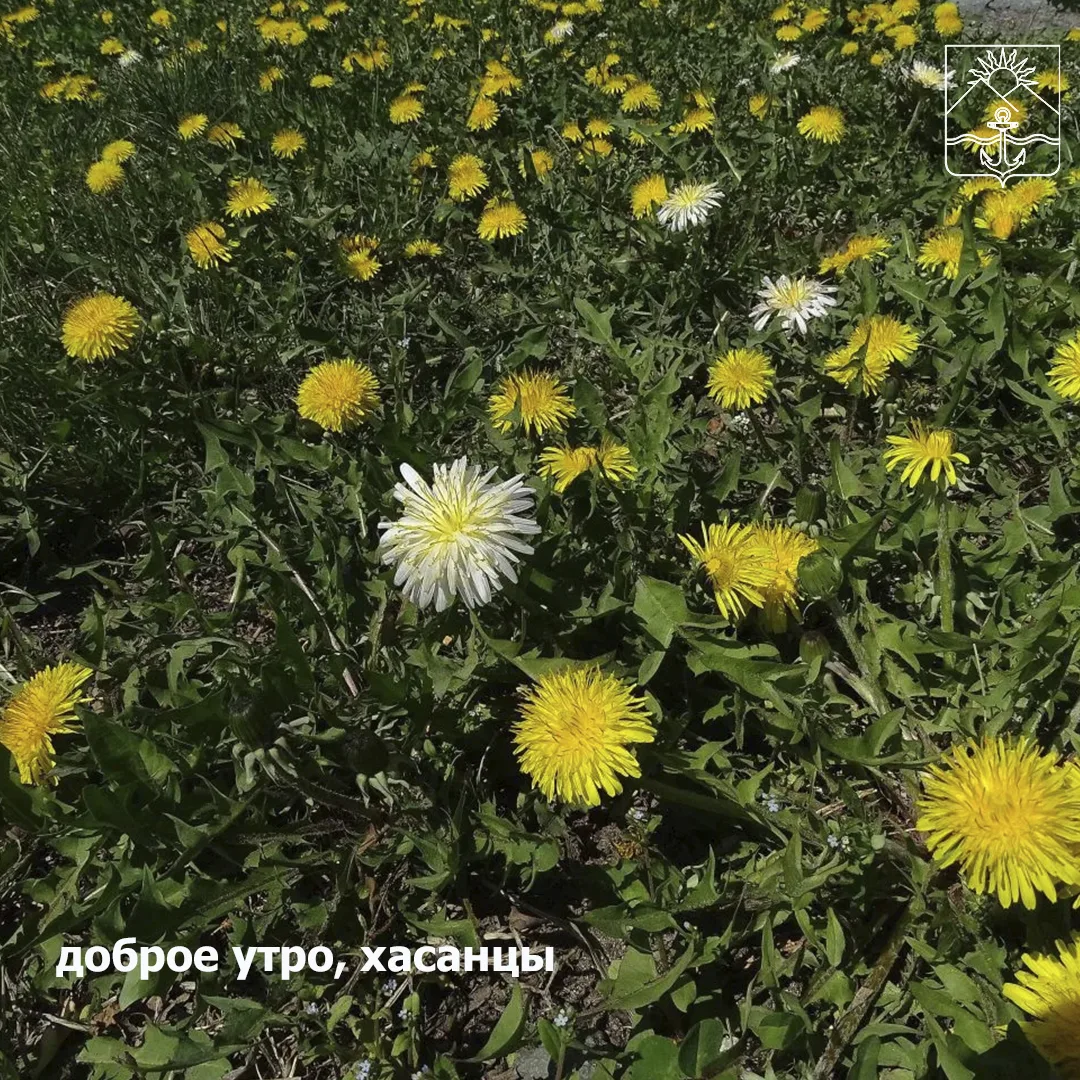 🌤Сегодня пасмурно  🌙Ночью +7...+9°  🌟Днем +17...+19°  💨Ветер южный слабый с порывами до 4 м/с.   🌤За