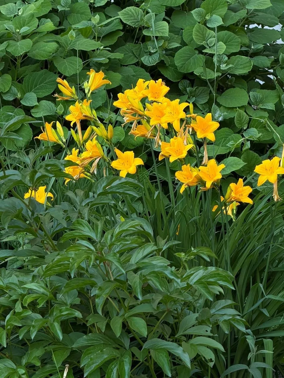Какое лето без цветов 🌼🐝