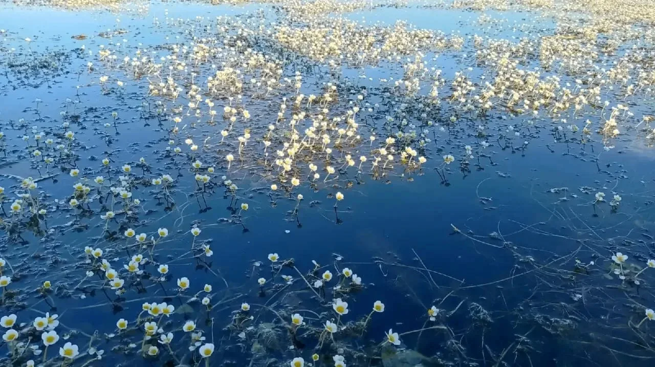 Вот такая красота покрыла наше водохранилище 

Так цветёт шелковник

Красиво? 👍/👎