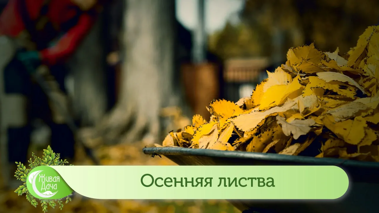 Что делать с листвой в саду?