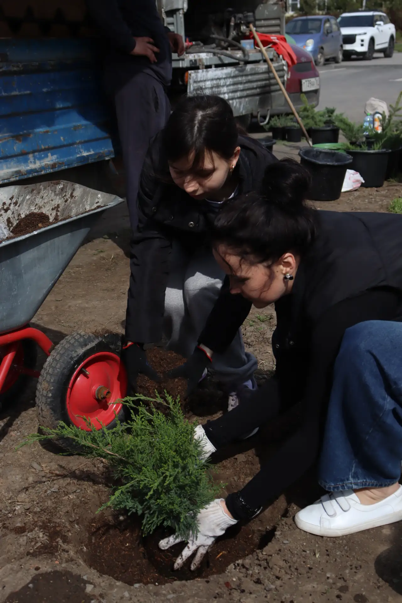 🌿 В СТАНИЦЕ КРИВЯНСКАЯ ВЫСАДИЛИ МОЖЖЕВЕЛЬНИКИ И ДРУГИЕ КУСТАРНИКИ В ДЕНЬ ДРЕВОНАСАЖДЕНИЯ  Сегодня, 1