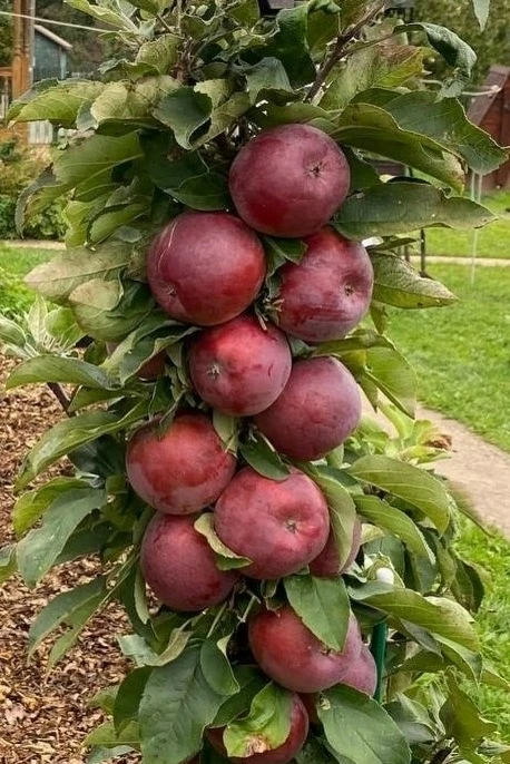 🍎Яблоня колонновидная 🌿МОСКОВСКОЕ ОЖЕРЕЛЬЕ🌿
