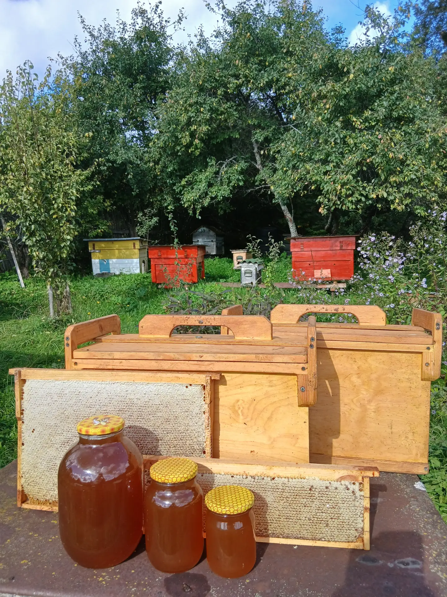 Продам Мёд со своей пасеки!