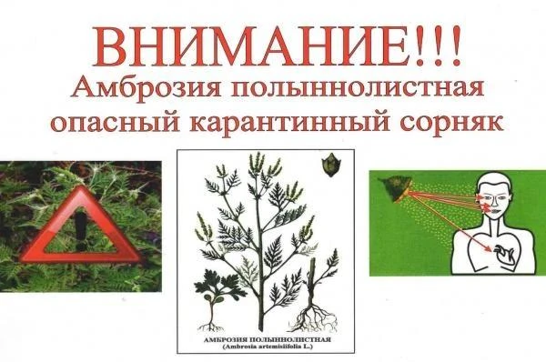 Осторожно, карантинный сорняк - амброзия полыннолистная! Амброзия полыннолистная - однолетний яровой