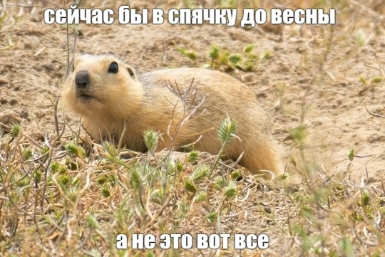 😴 Астраханские суслики из-за жары залегли в спячку

Зверьки впадают в состояние, близкое к анабиозу