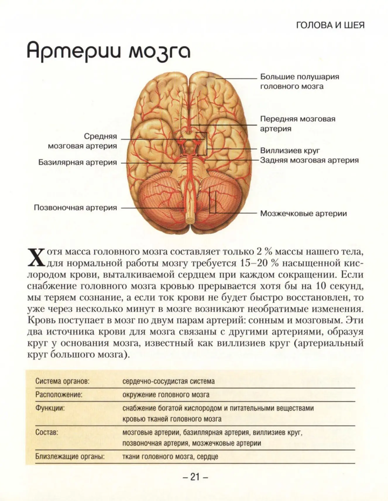 Артерии и вены мозга