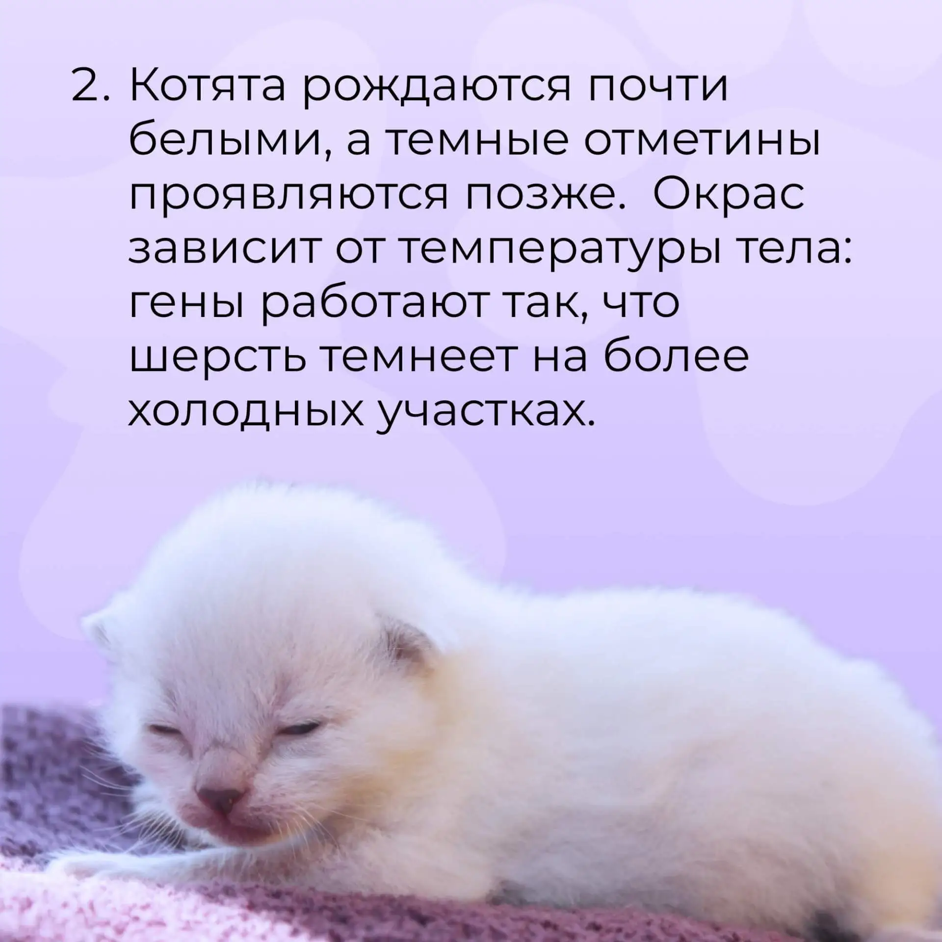 А вы знали эти факты о сиамских котах?🐈