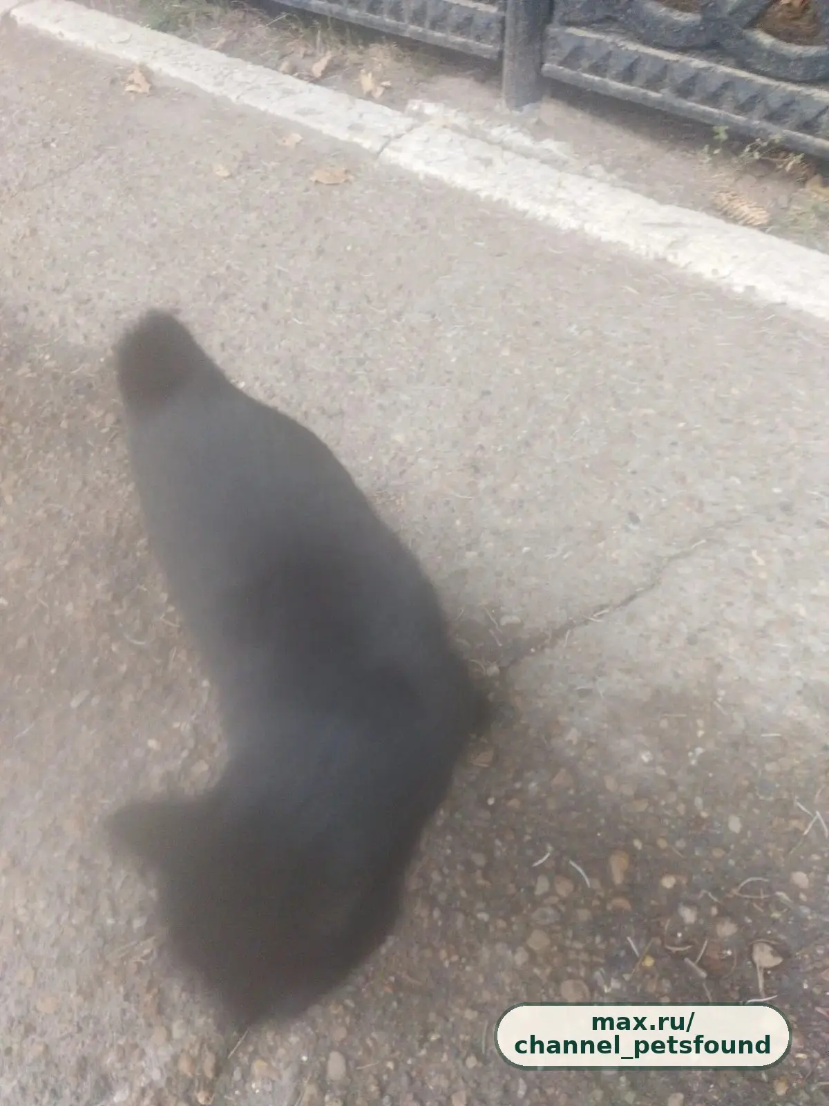 🐾 Найден питомец — Уфа
