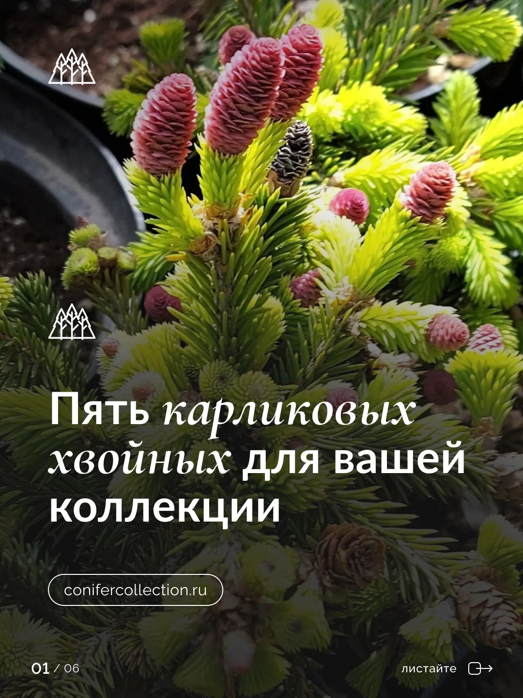 Пять карликовых хвойных для вашего сада