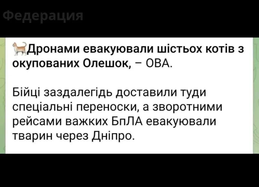 Русофобия вышла на новый уровень:  спасти котов от "русской оккупации"🤦🤣