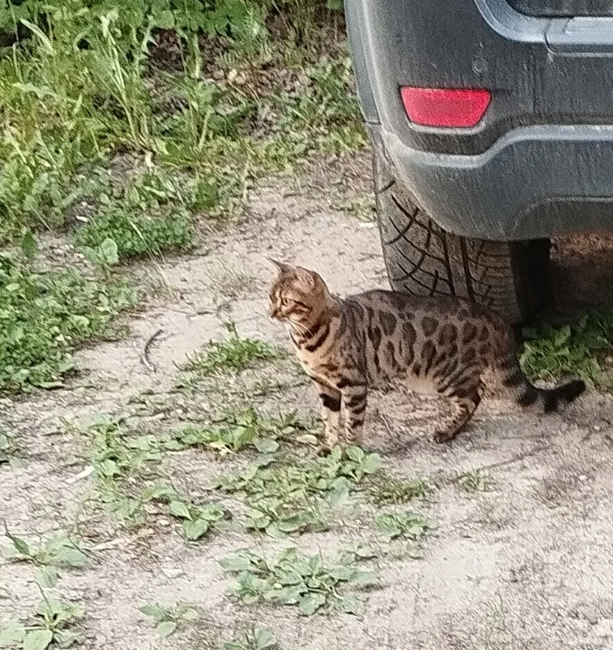 Чей котёнок бегает по улице Сергея Лазо 4/1?