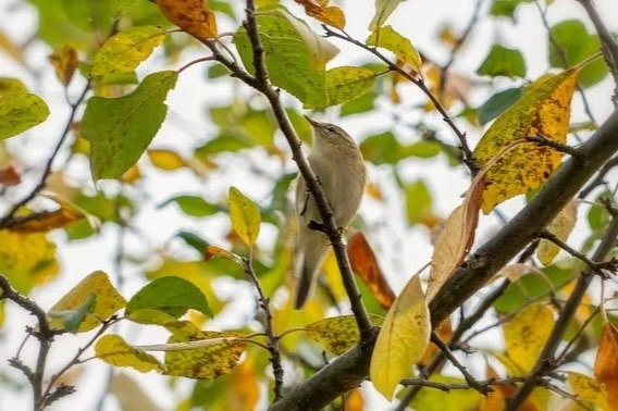 🍂 Осенний гость в золотом убранстве…
