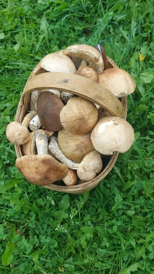 В  лесах резко попёрли  грибы. Говорят, выносят просто самосвалами🍄‍🟫
