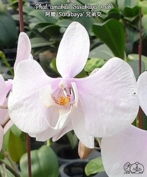 🌺 Азиатские сортовые орхидеи-подростки В НАЛИЧИИ 🌺

🕊️ Дорогие наши подписчики! 🕊️

🌸 Какое же 