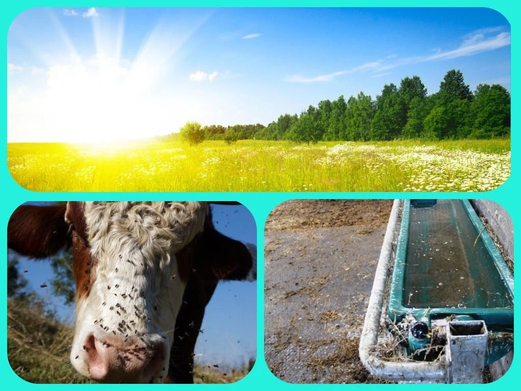 ☀ Жаркое лето для сельскохозяйственных животных ☀