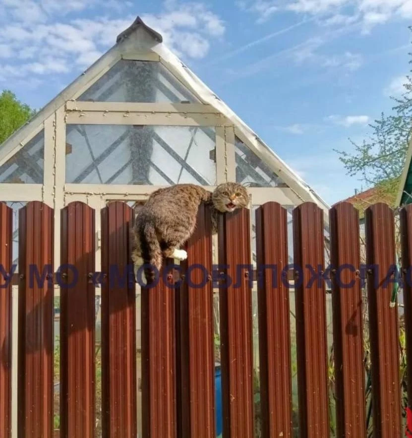 😳 В Ступино кошка застряла в заборе — спасатели вытащили бедолагу