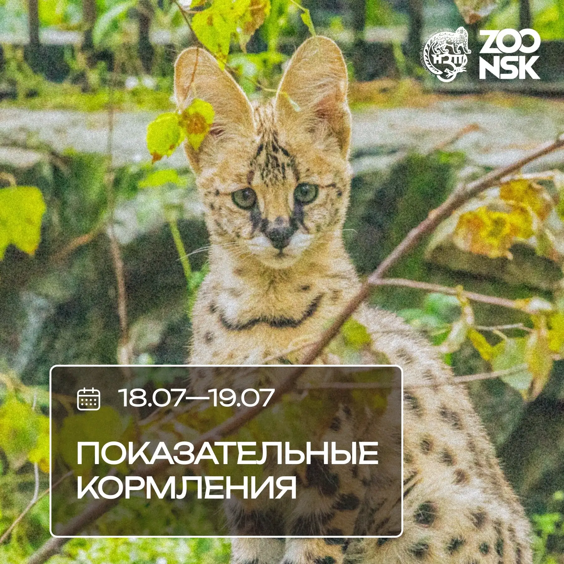 Родники | Снегири | Новосибирск🏡