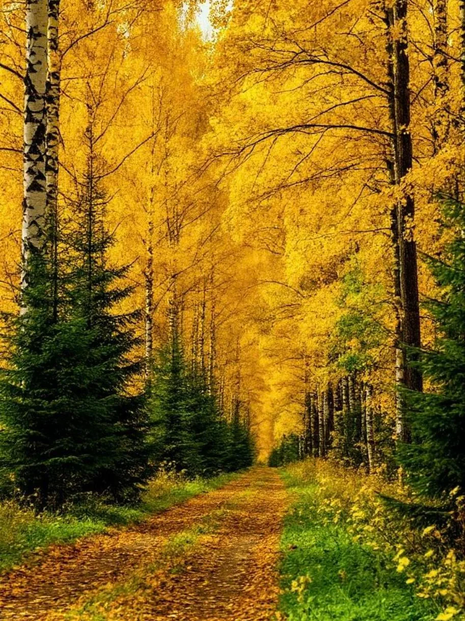 🍂🧡🍂🧡🍂🧡🍂🧡🍂🧡🍂🧡🍂