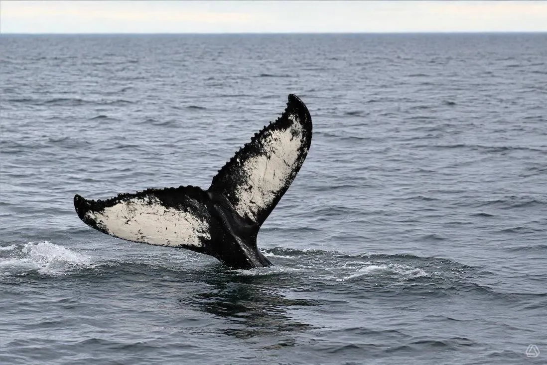 🐋 ДЕНЬ КИТА В ТЕРИБЕРКЕ — 13–14 ИЮНЯ